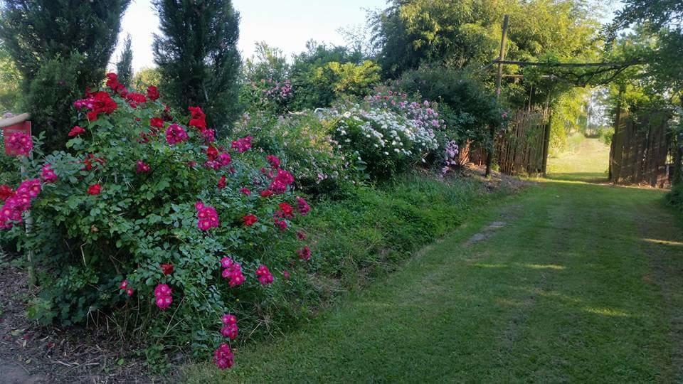 Bordeghina B&B In Farmhouse Pontecchio Polesine Exterior foto